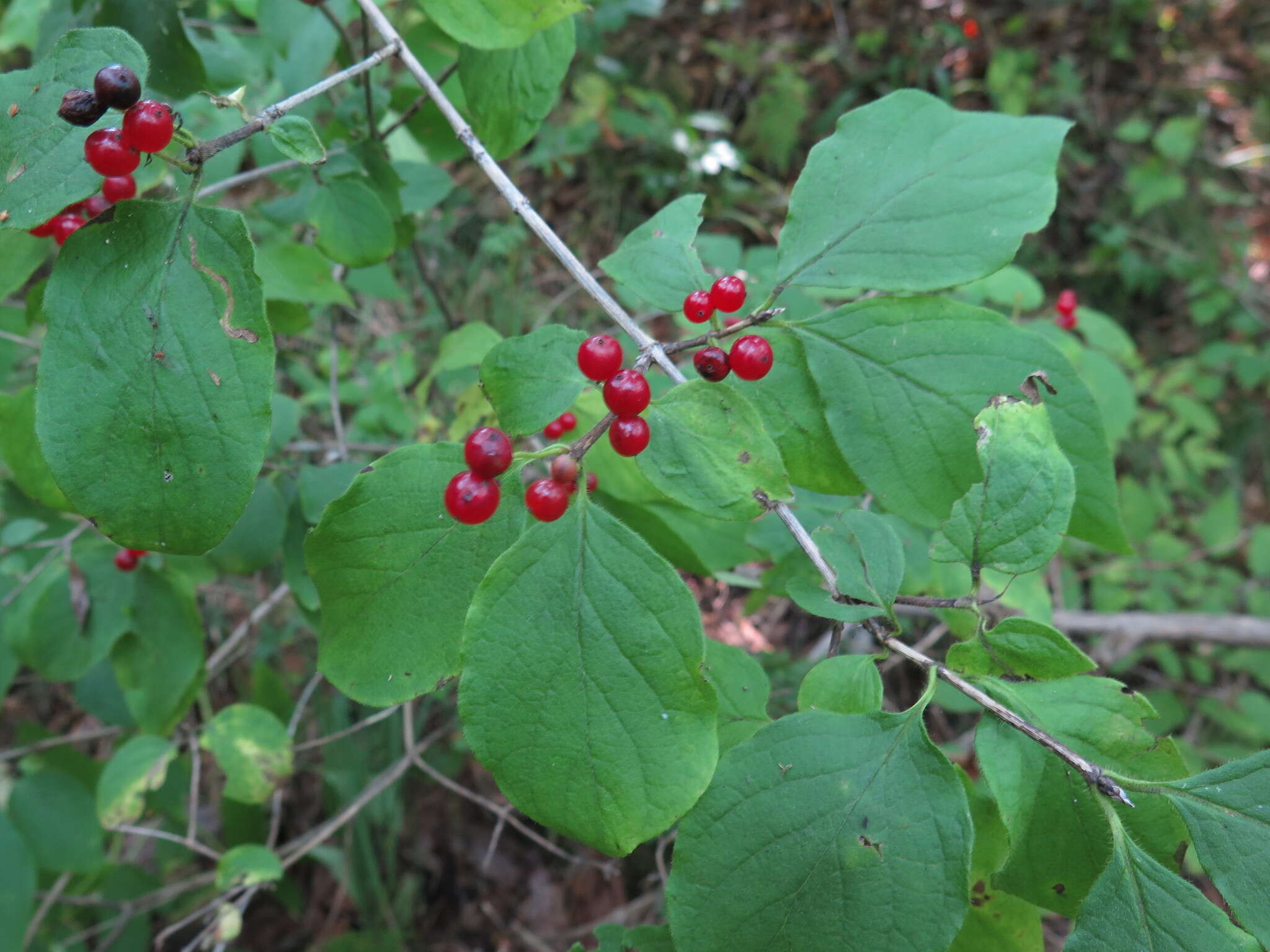 Image of honeysuckle