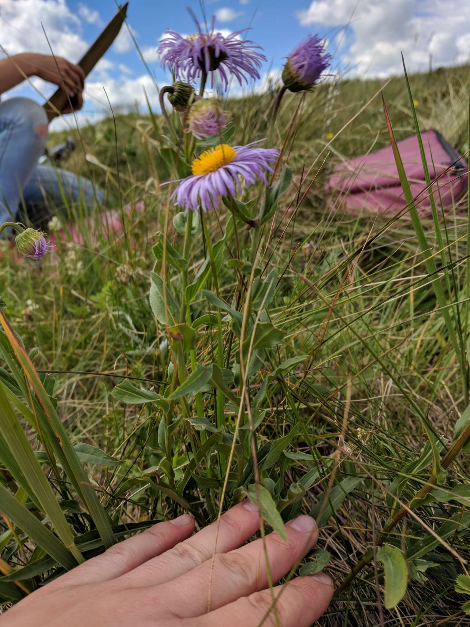 Image of aspen fleabane