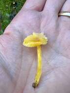 Image de Hygrocybe glutinipes (J. E. Lange) R. Haller Aar. 1956