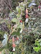 Image of Passiflora glaberrima (A. Juss.) Triana & Planch.