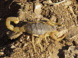 Image of Buthus montanus Lourenço & Vachon 2004