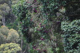 Image of Syzygium crebrinerve (C. T. White) L. A. S. Johnson