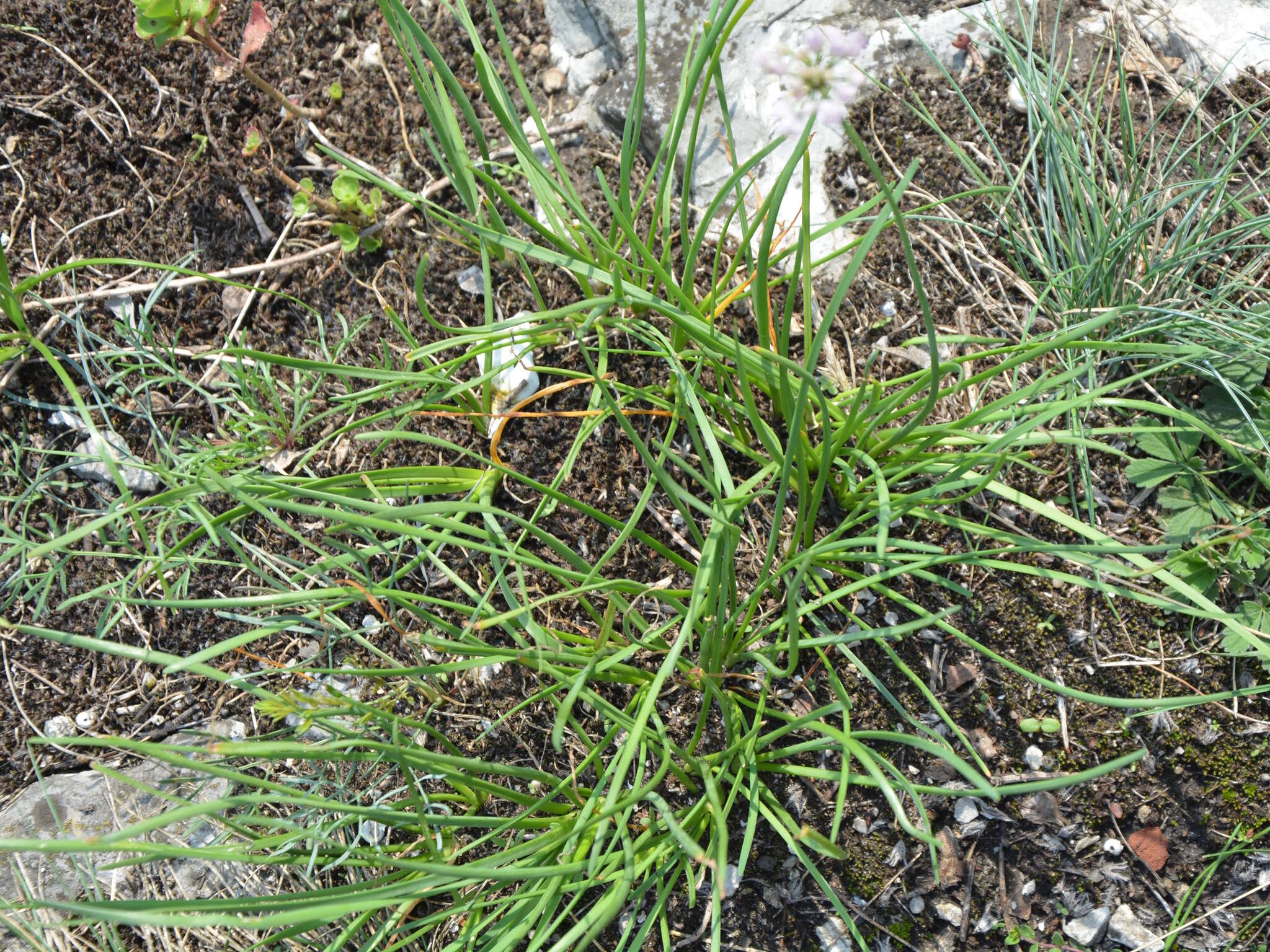 Image of German garlic