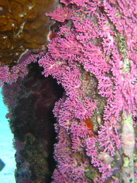 Image of Rose Lace Coral