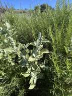 Image of San Diego bur ragweed