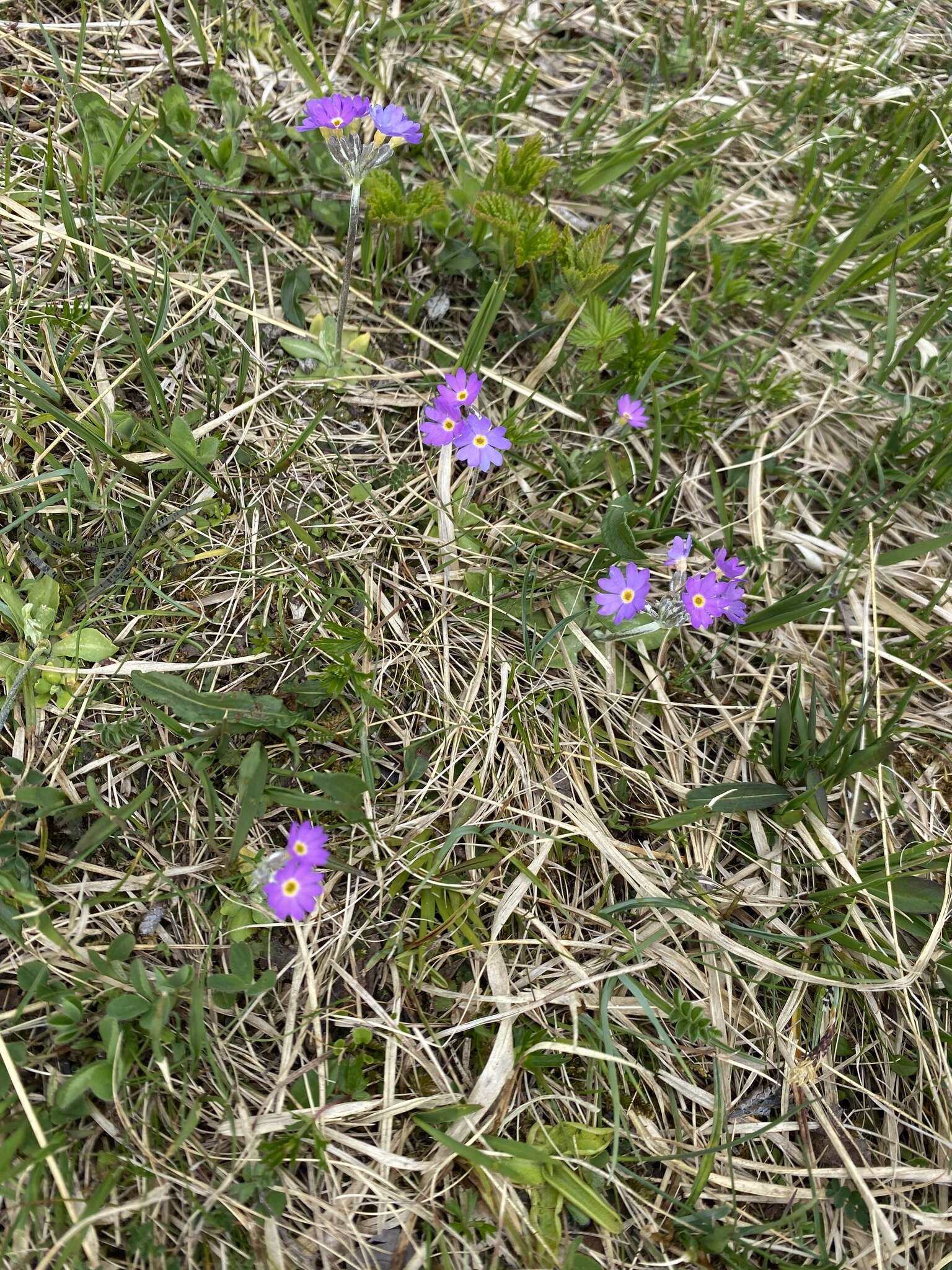 Plancia ëd Primula scandinavica Brunn.