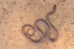 Image of Loos Snake