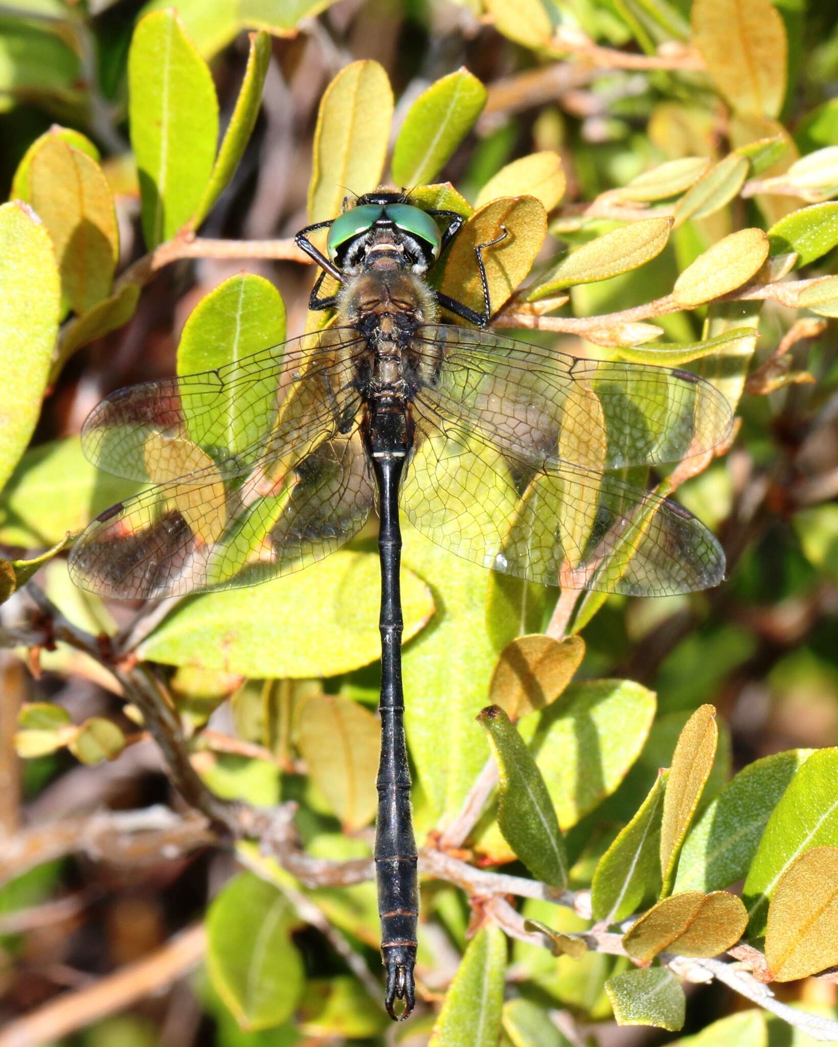 Image of Delicate Emerald