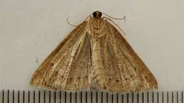 Image of Petrophora subaequaria Walker 1860