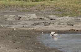 Image of Cape Teal