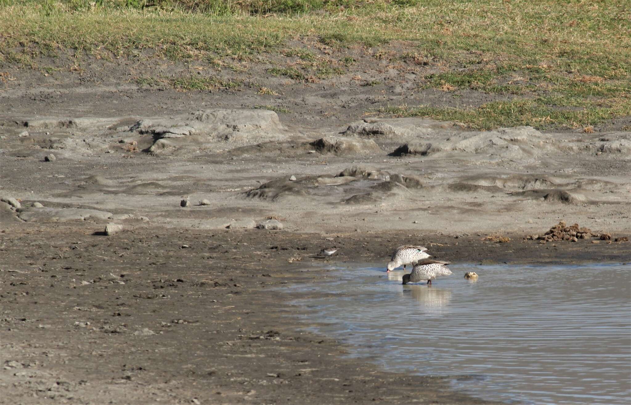 Image of Cape Teal