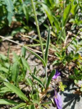 Image of Drummond's campion