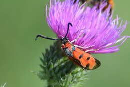 Image of Zygaena laeta Hübner 1790