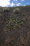 Image de Phacelia serrata J. W. Voss