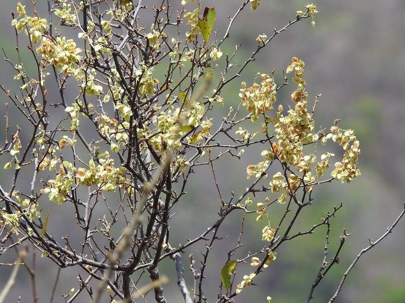 Gymnopodium的圖片