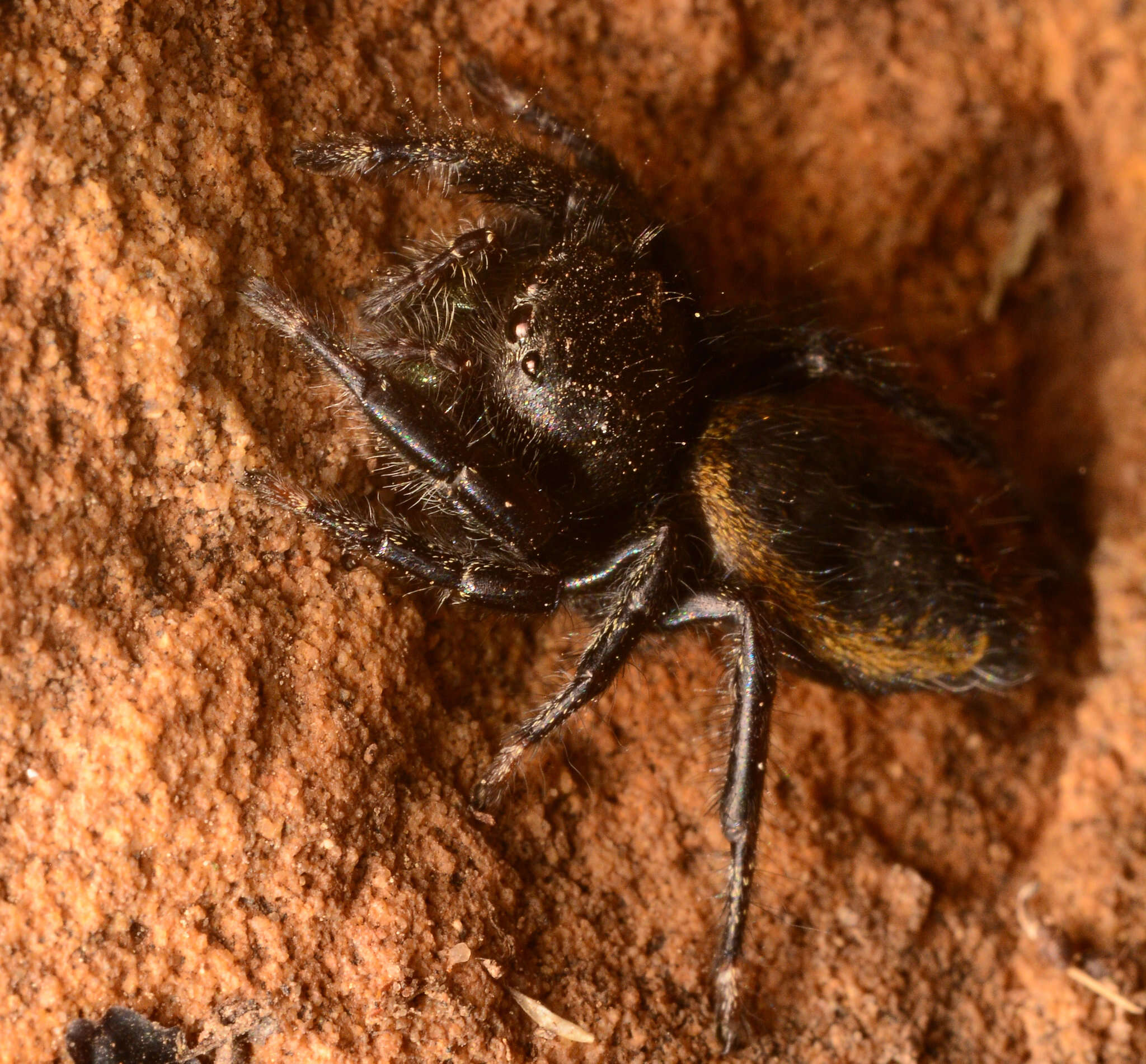 صورة Phidippus ardens Peckham & Peckham 1901