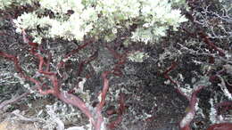 Image de Arctostaphylos canescens subsp. canescens