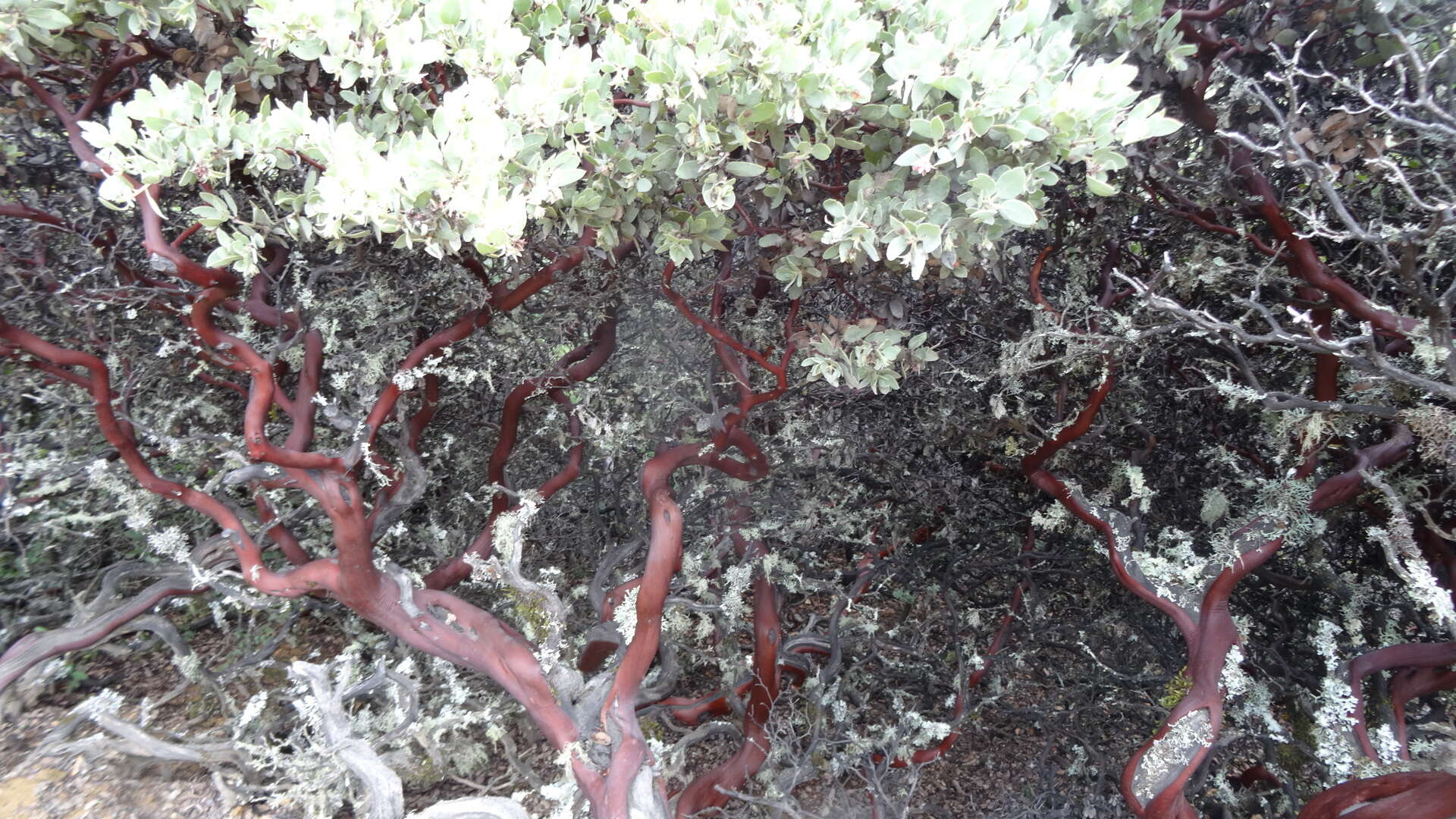 Image of hoary manzanita