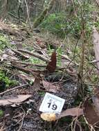 Image of Cortinarius phalarus Bougher & R. N. Hilton 1989