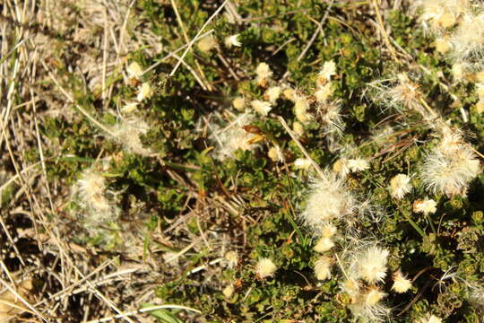 Imagem de Baccharis tricuneata (L. fil.) Pers.