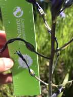 Imagem de Camassia leichtlinii subsp. suksdorfii (Greenm.) Gould