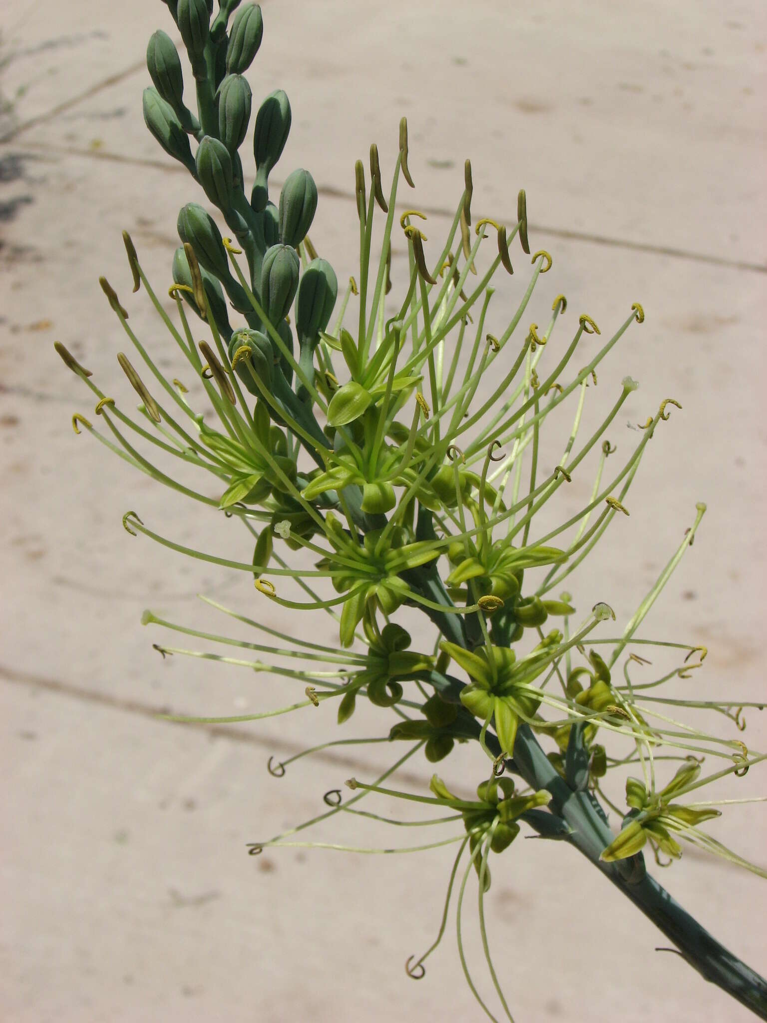 Image of mottled tuberose