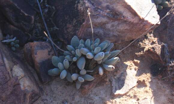 Image of Crassula namaquensis Schönl. & Baker fil.