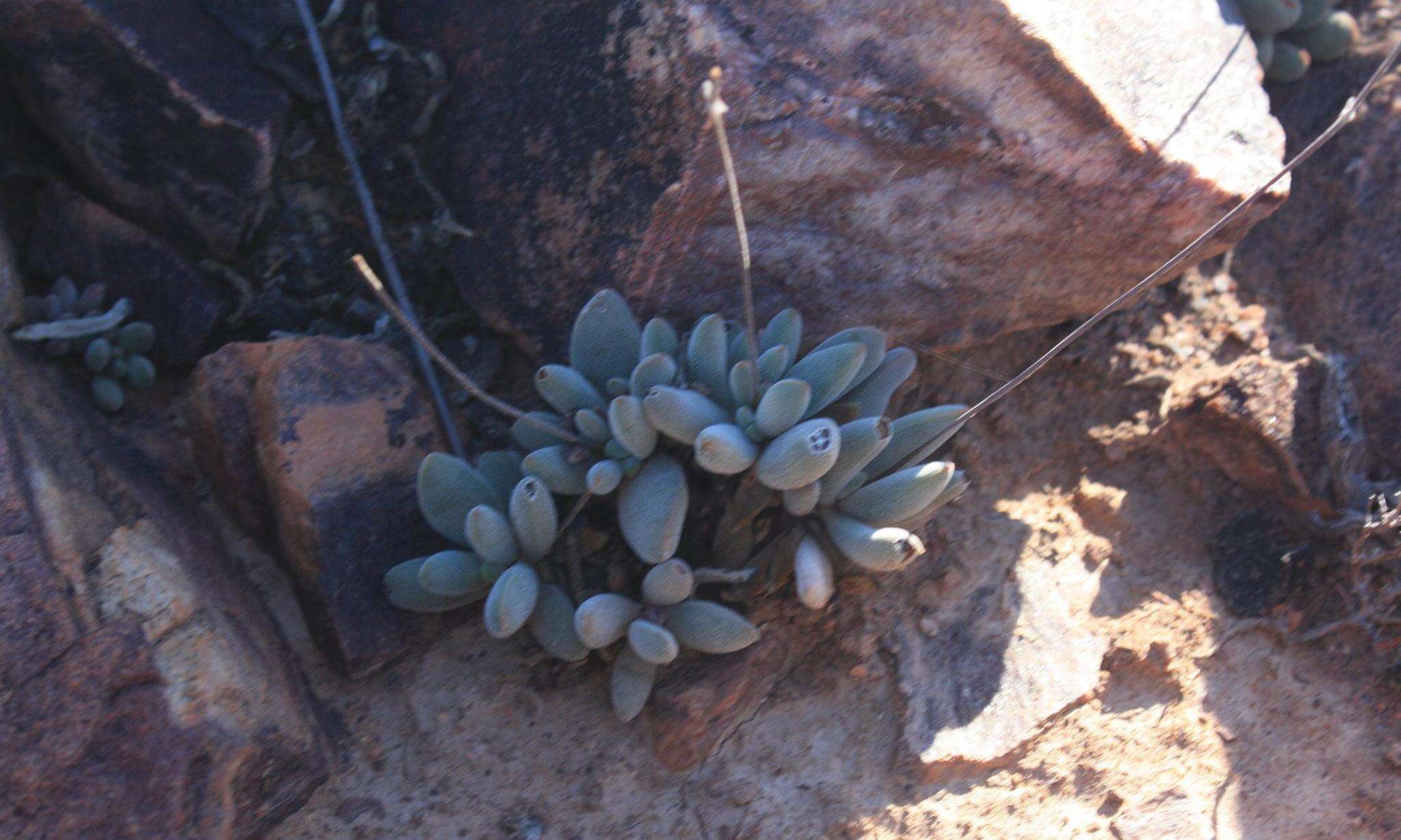 Crassula namaquensis subsp. namaquensis resmi