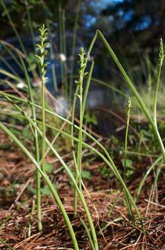 Image of Common onion orchid