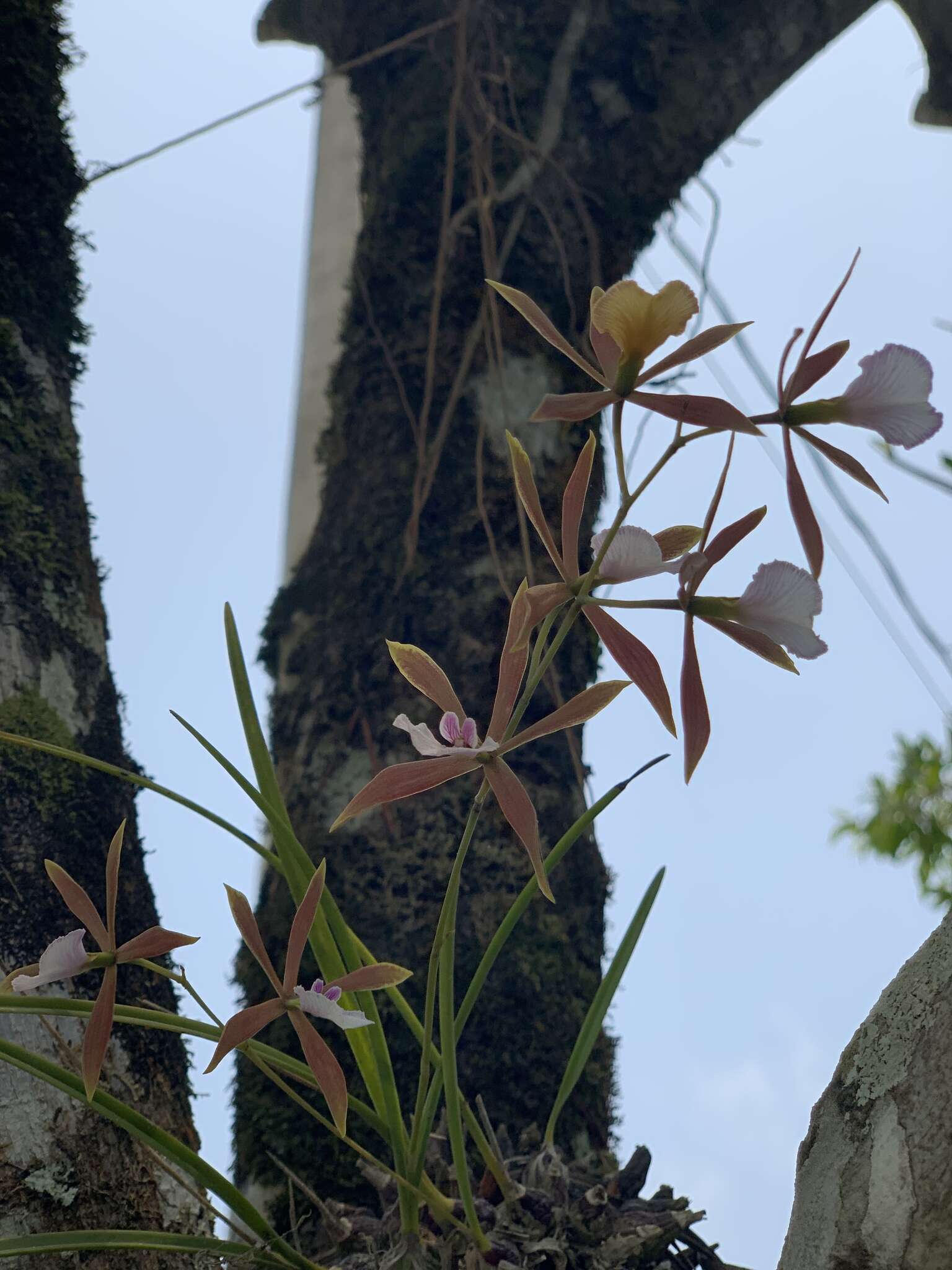 Image of Encyclia bractescens (Lindl.) Hoehne