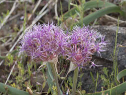 Image de Allium platycaule S. Watson