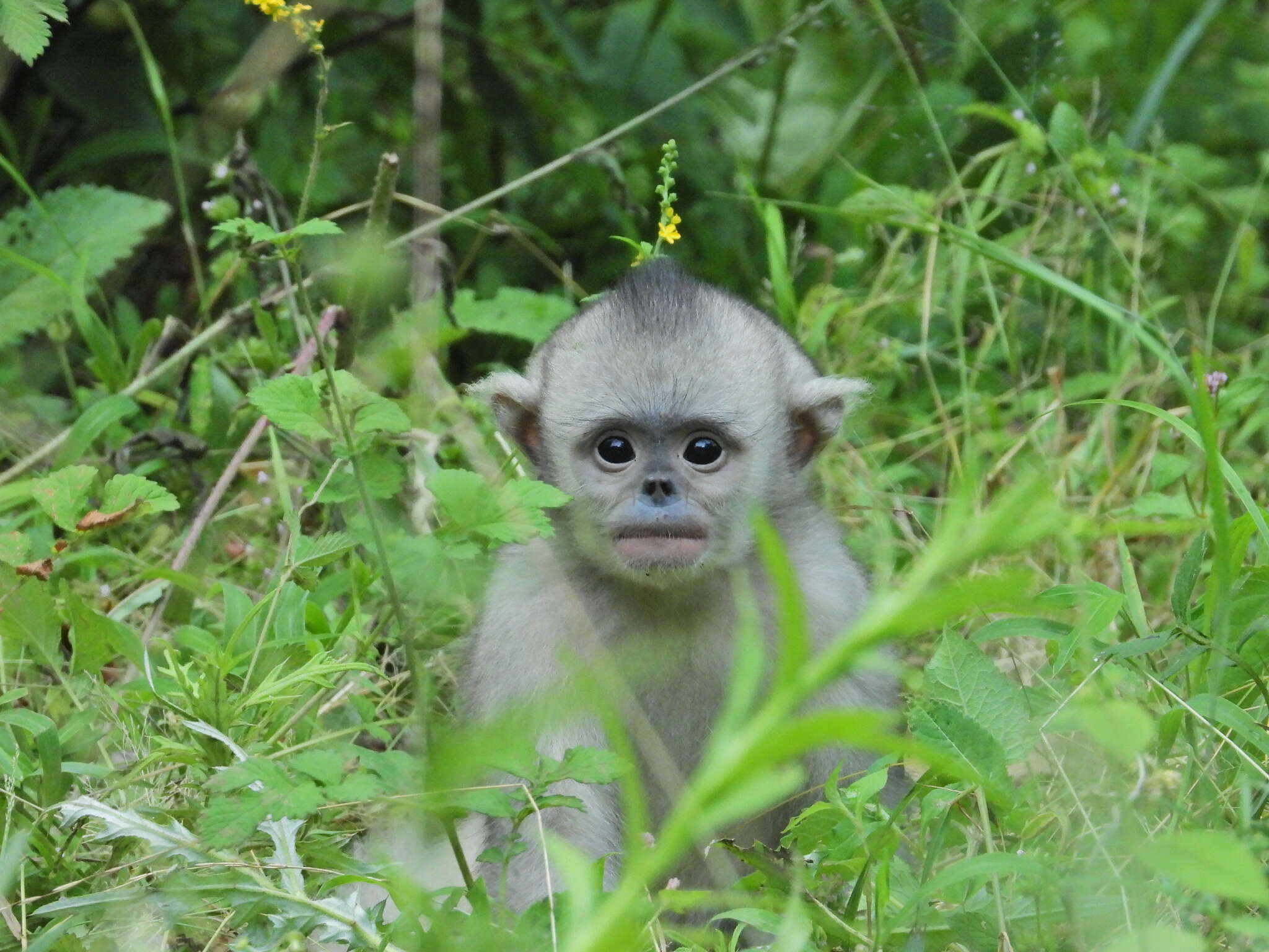 Image of Black Snub-nosed Monkey