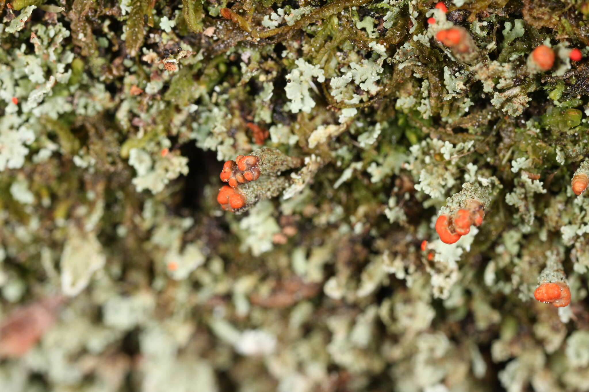 Image of cup lichen