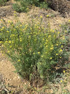 Image of western tansymustard