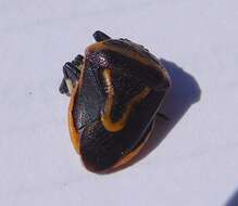 Image of Two-spotted Stink Bug