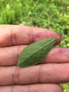 Image of maleberry