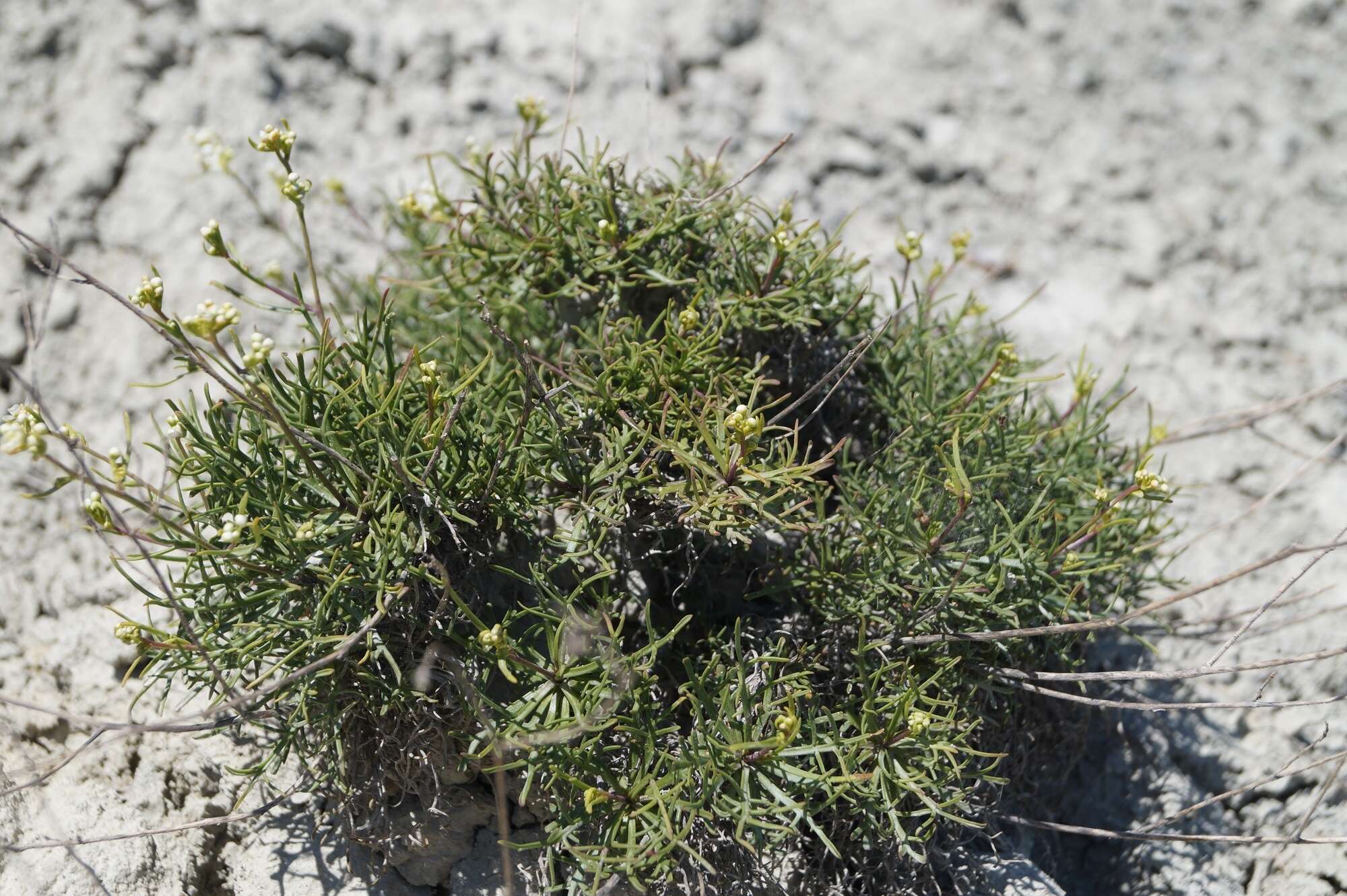 Image of Lepidium meyeri subsp. turczaninowii (Lipsky) Schmalh.