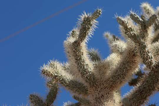 Image of jumping cholla