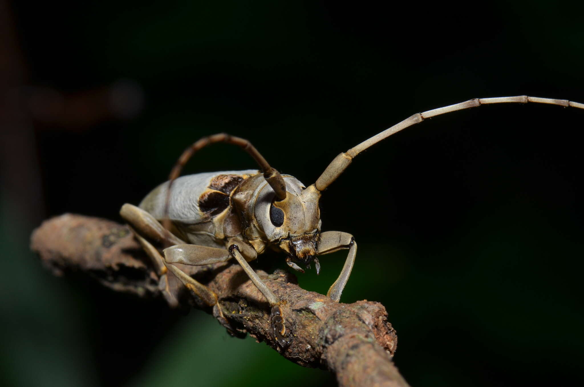 Image of Acalolepta sublusca maculihumera (Matsushita 1933)