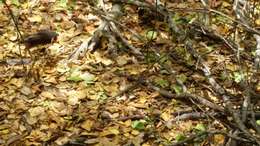 Image of Hispaniolan giant ameiva