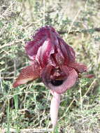 Sivun Iris iberica subsp. lycotis (Woronow) Takht. kuva