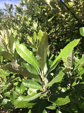 Image of Coastal silver oak