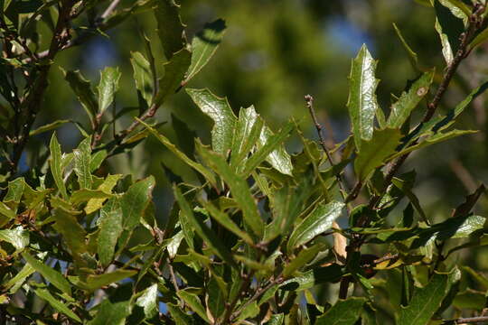 Imagem de Quercus vaseyana Buckley