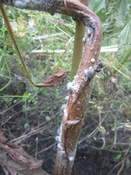 Image of Sclerotinia sclerotiorum (Lib.) de Bary 1884