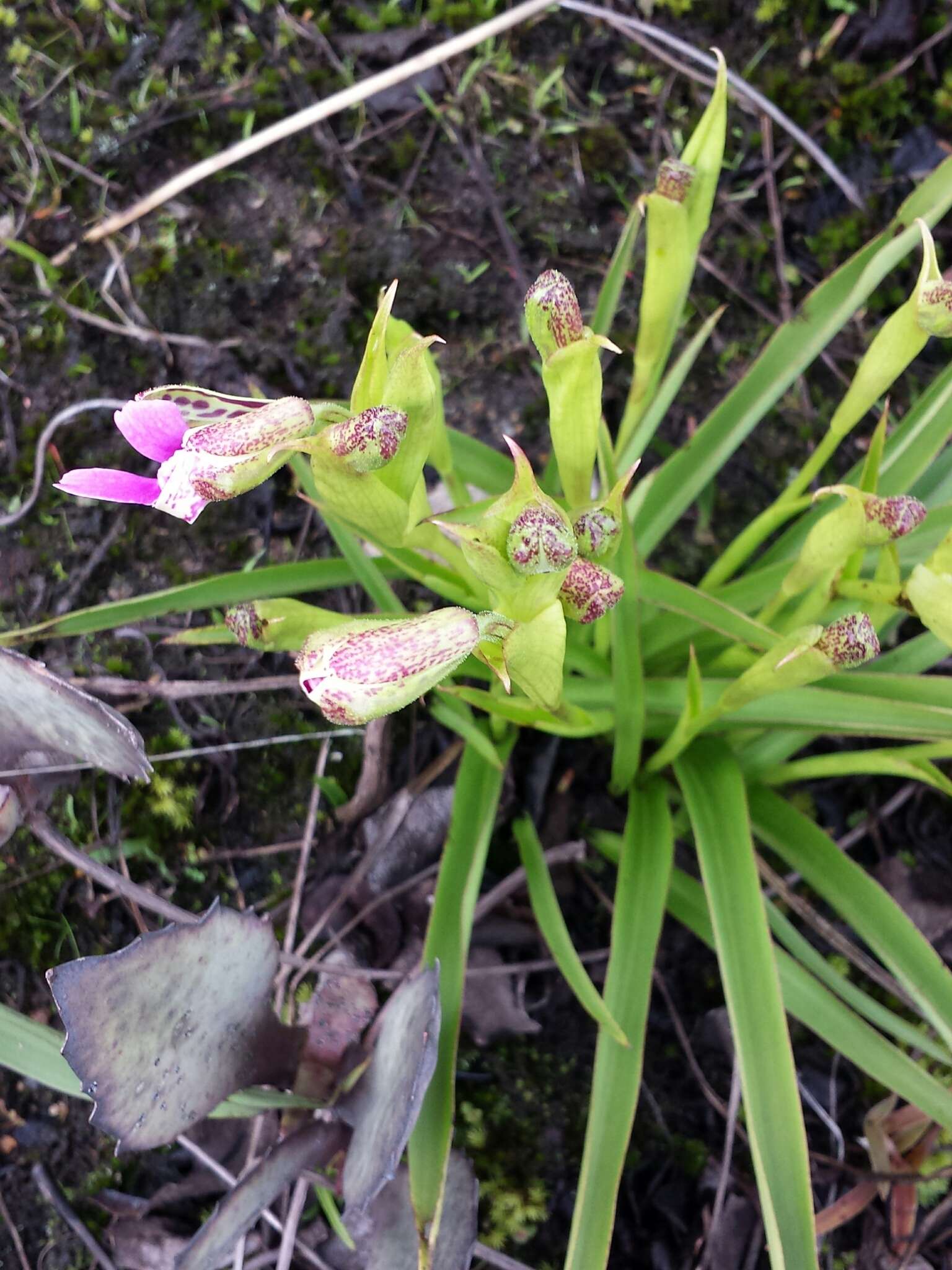 Imagem de Cynorkis uniflora Lindl.