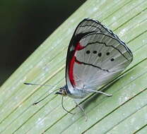 Image of Perisama paralicia