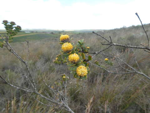 Image of Leucadendron coriaceum Philipps & Hutchinson