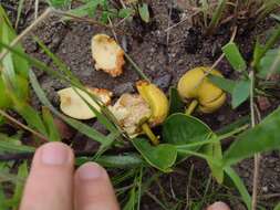 Image of Annona warmingiana Mello-Silva & Pirani