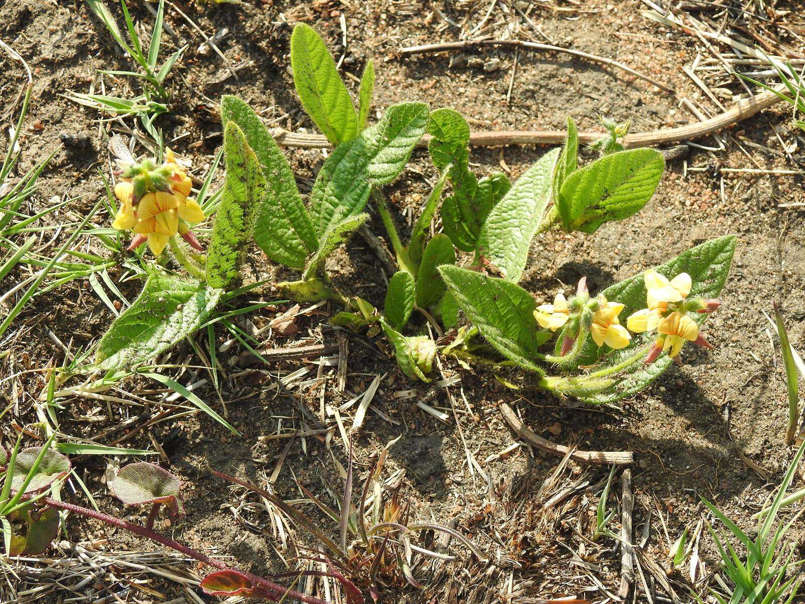 Image of Eriosema cordatum E. Mey.