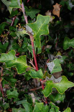 Image of Brisbane Ranges Grevillea